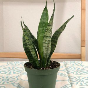 Meet your Posher, YummyBeauty